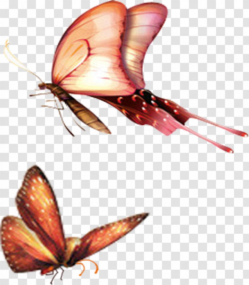 4K Resolution High-definition Television 2160p Wallpaper - Moth - Butterfly Transparent PNG