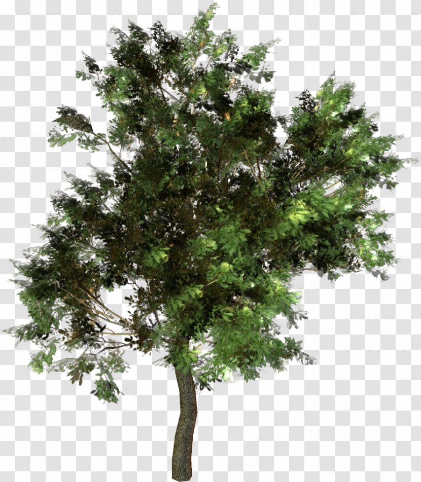 Branch Pinus Taeda Tree Western Yellow Pine Conifer Cone - Resinosa Transparent PNG