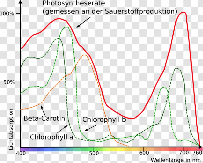 Light Photosynthesis Photosynthetically Active Radiation Electromagnetic Spectrum Grünlücke - Plot Transparent PNG