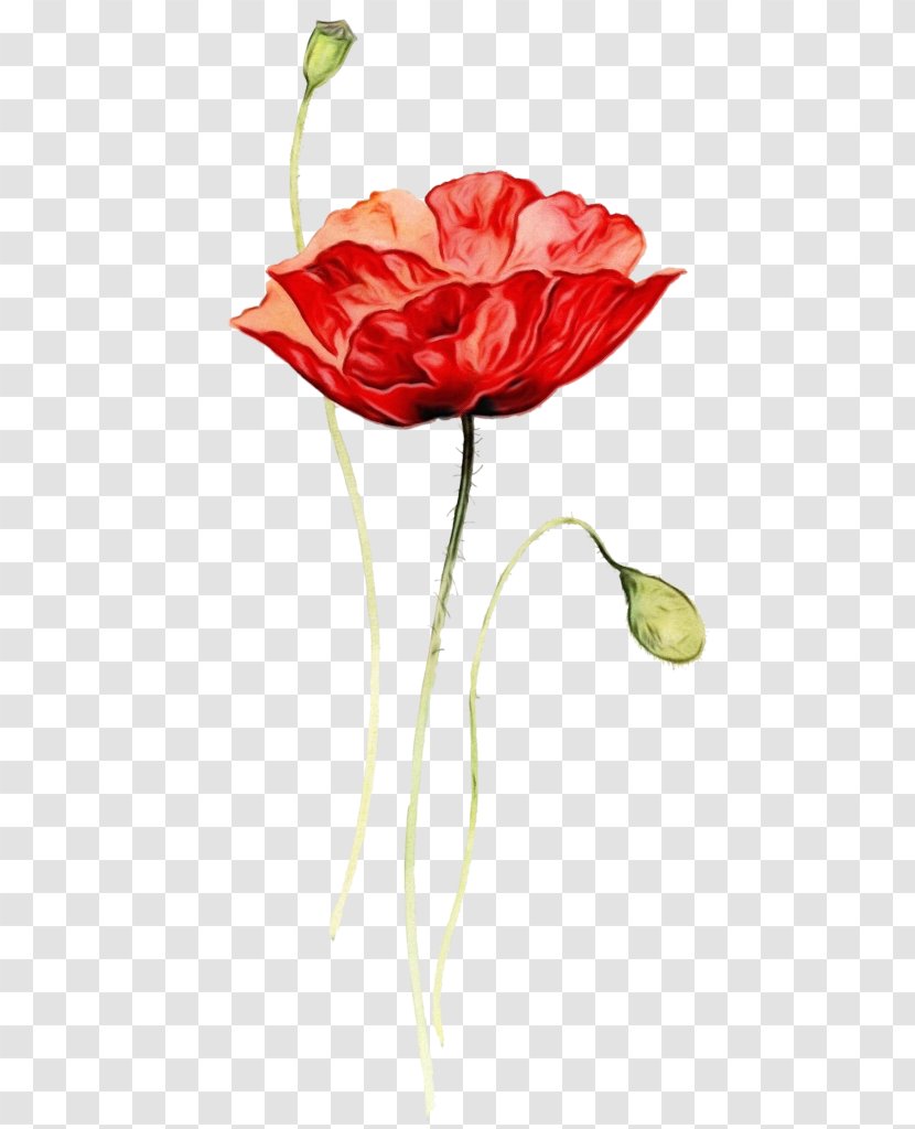 Garden Roses - Flower - Plant Stem Rose Transparent PNG