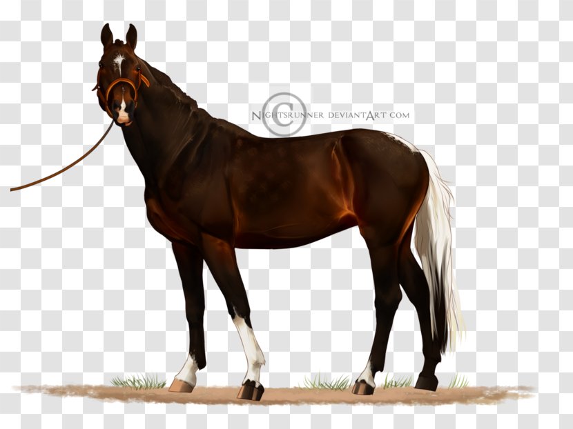 Stallion Mustang Mare Bridle Warmblood - Pack Animal Transparent PNG