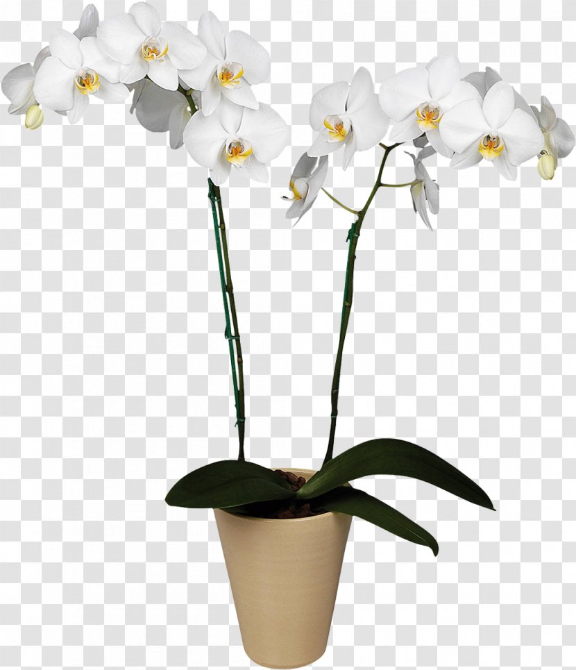 Orchids Plant Flower Boat Orchid Floristry - Seed Transparent PNG