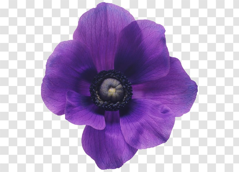 Anemone Flower Bouquet Purple Violet - Plant Stem Transparent PNG