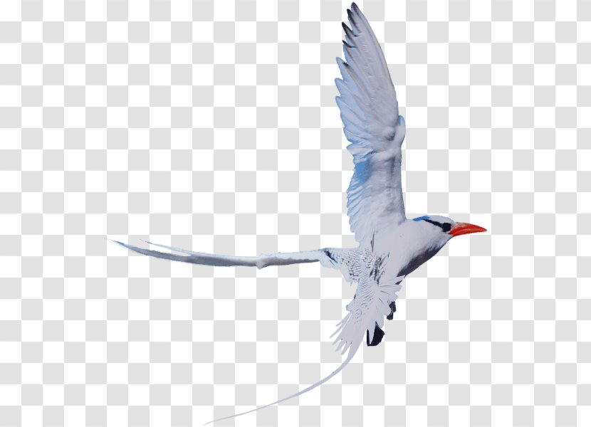 Wader Seabird Fauna Beak Sky Plc - Bird - Charadriiformes Transparent PNG