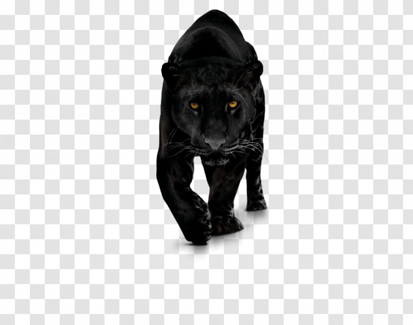 Black Panther Bagheera Leopard Cat Jaguar - Whiskers Transparent PNG