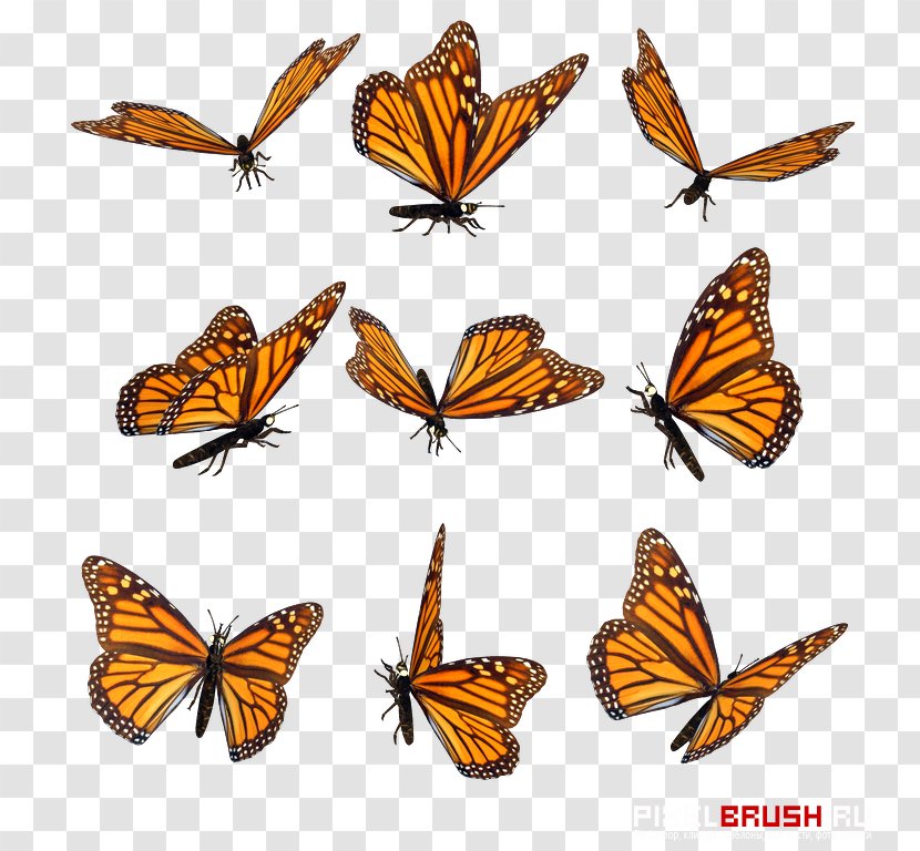Monarch Butterfly Pieridae Insect Clip Art - Organism Transparent PNG