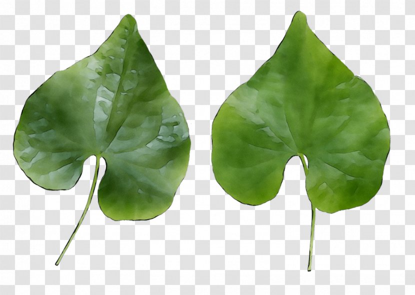 Leaf - Arum Family - Plant Transparent PNG