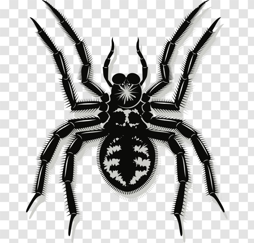 Spider Vector Graphics Clip Art Image - Web - Orbweaver Transparent PNG