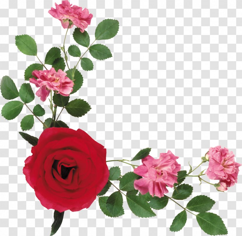 Clip Art Flower Image Garden Roses - Rose Transparent PNG