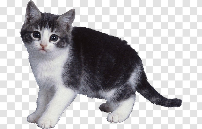 Cat Dog Kitten Animal Pet Transparent PNG