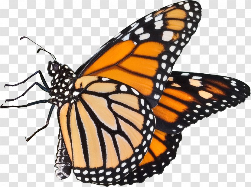 Monarch Butterfly Pieridae Drawing Clip Art - Moths And Butterflies - Caterpillar Transparent PNG