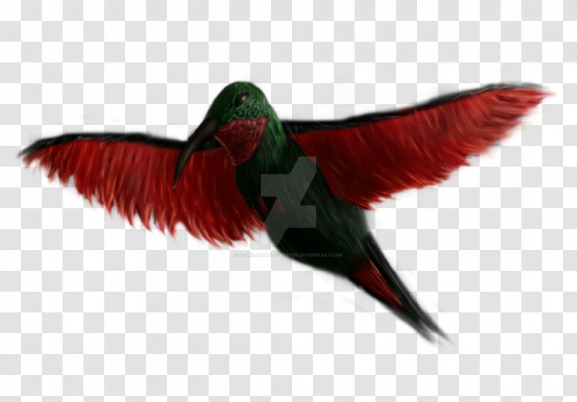 Beak Hummingbird M Wing Feather - Ruby-throated Transparent PNG