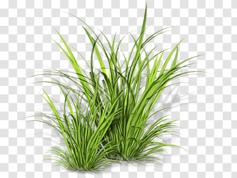Grass Plant Family Chives Herb - Chrysopogon Zizanioides Sweet Transparent PNG