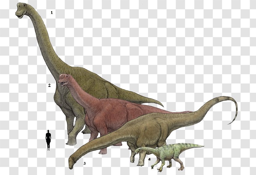 Brachiosaurus Plateosaurus Camarasaurus Supersaurus Amphicoelias - Pentaceratops Transparent PNG