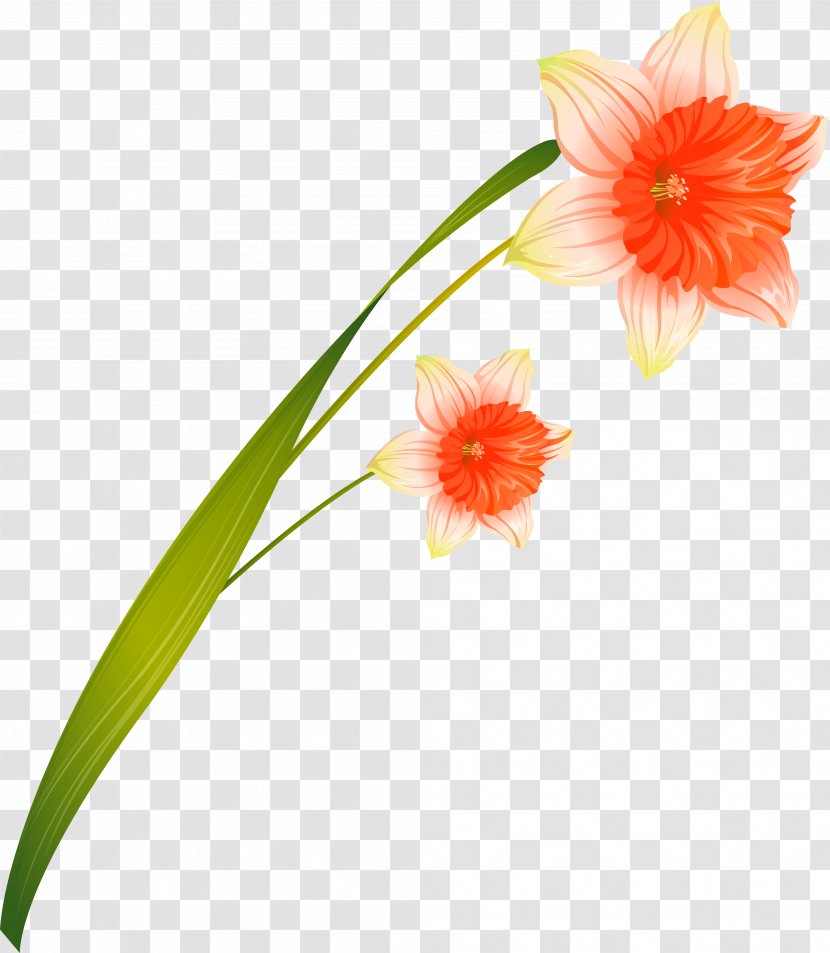 Cut Flowers Daffodil - Plant - Narcissus Transparent PNG