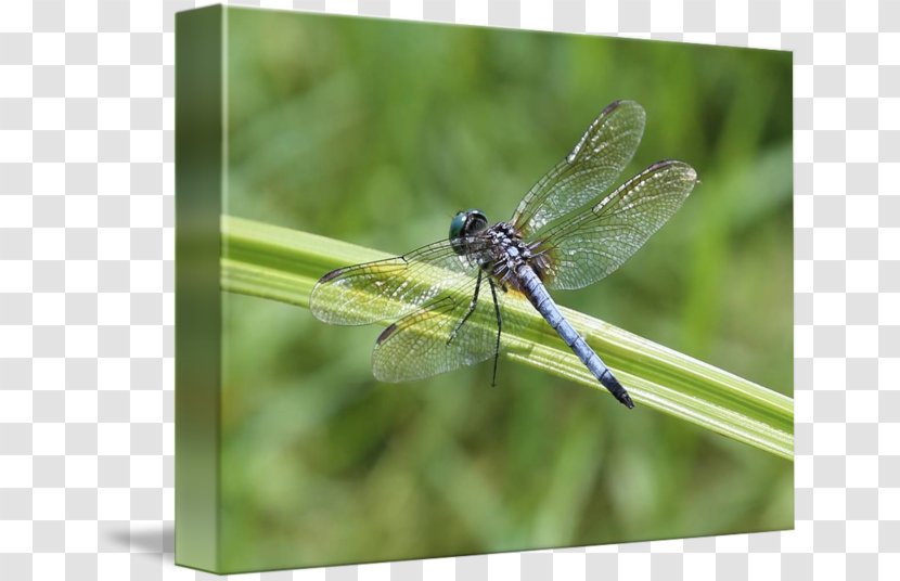 Canvas Print Dragonfly Printmaking Printing Art - Damselfly - Dragon Fly Transparent PNG