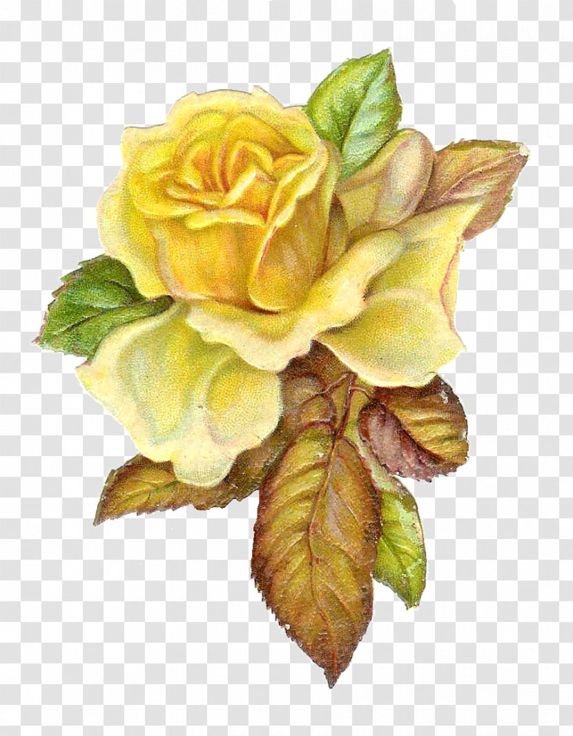 Rose Yellow Flower Clip Art - Order - Catholic Cliparts Transparent PNG