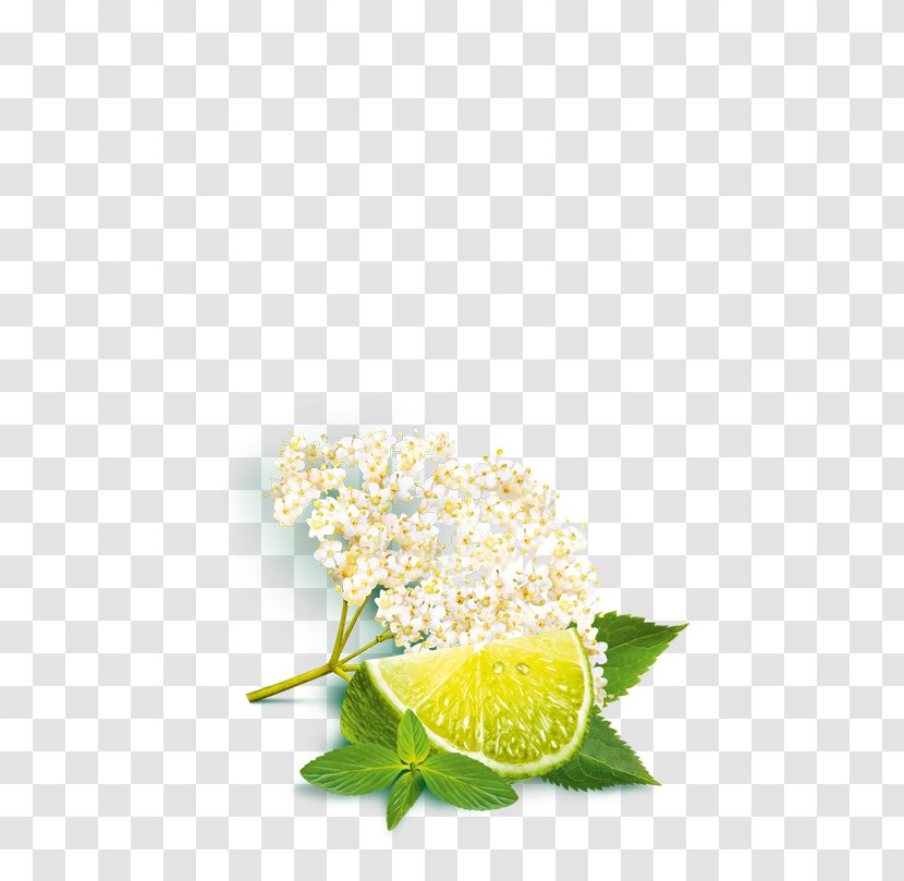 Elderflower Cordial Lemon Still Life Photography Citric Acid - Food Transparent PNG