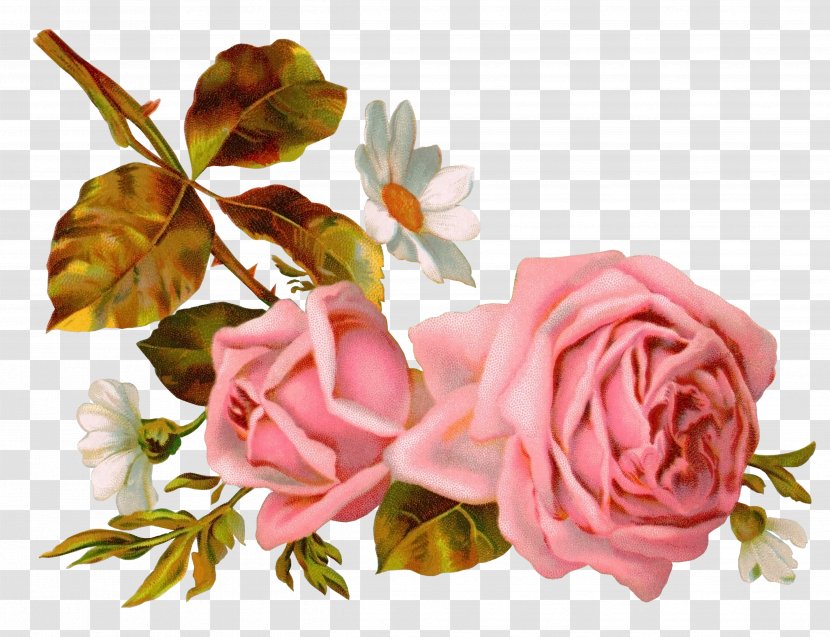 Victorian Era Rose Flower Bokmxe4rke Clip Art - Peach Transparent PNG