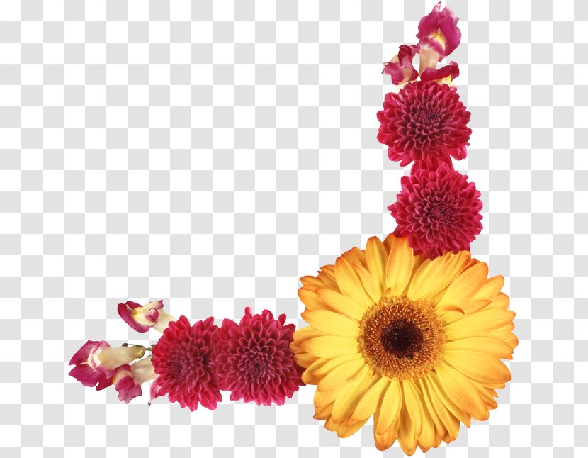 Photography Cut Flowers Floral Design - Chrysanths - Flower Transparent PNG