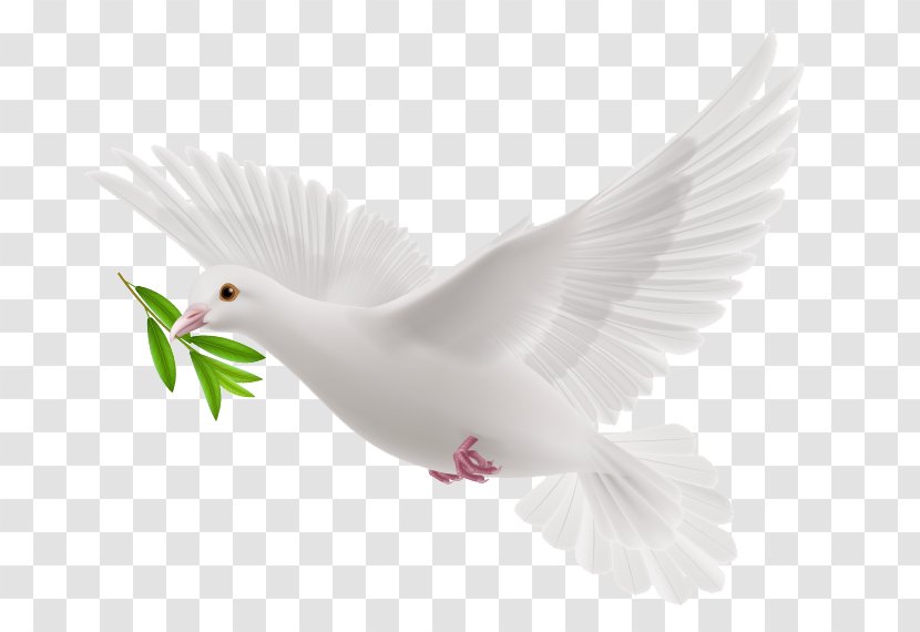 Doves As Symbols - Pigeon Transparent PNG