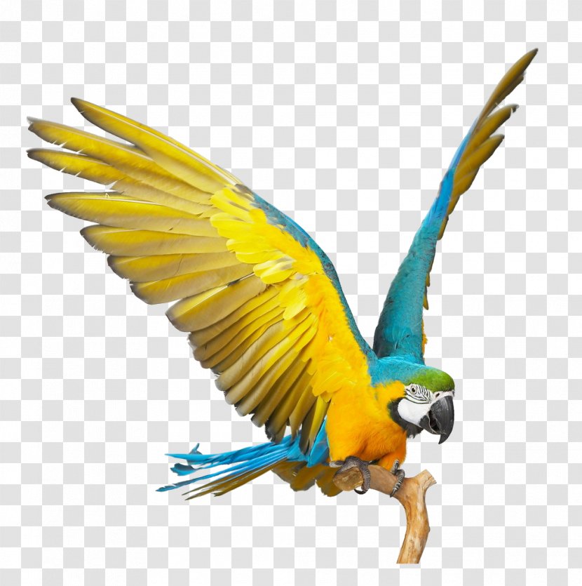 Blue-and-yellow Macaw Parrot Scarlet Bird Blue And Gold Macaws, The Complete Owners Guide On How To Care For Yellow Facts Habitat, Breeding, Lifespan, Behavior, Diet, Cage - Lovebird Transparent PNG