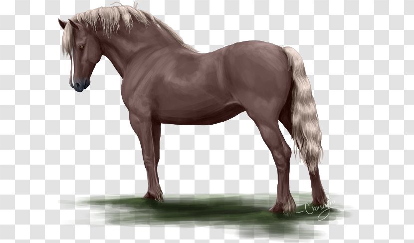 Mane Mustang Stallion Mare Rein - Pack Animal - Lories And Lorikeets Transparent PNG