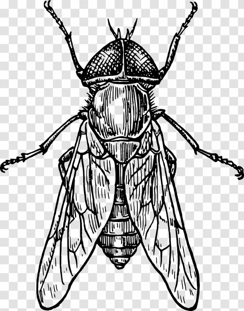Insect Bee Drawing Line Art Clip - Black And White Transparent PNG