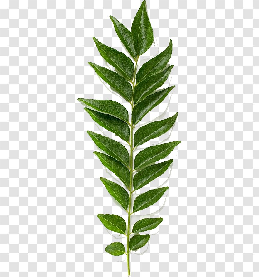 Stock Photography Curry Tree Royalty-free Image - Leaf Transparent PNG