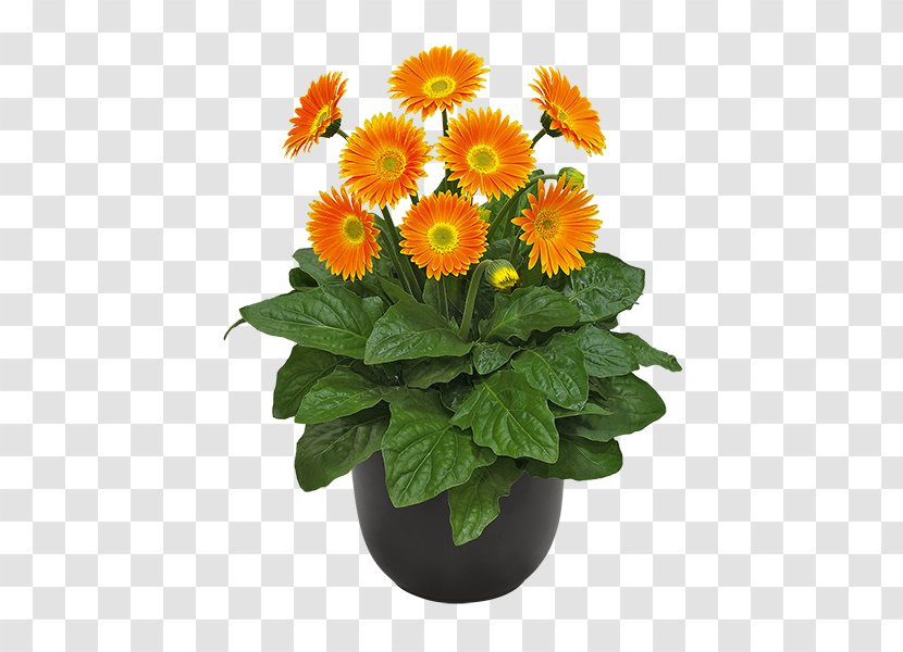 Transvaal Daisy Cut Flowers Chrysanthemum Carnation Transparent PNG