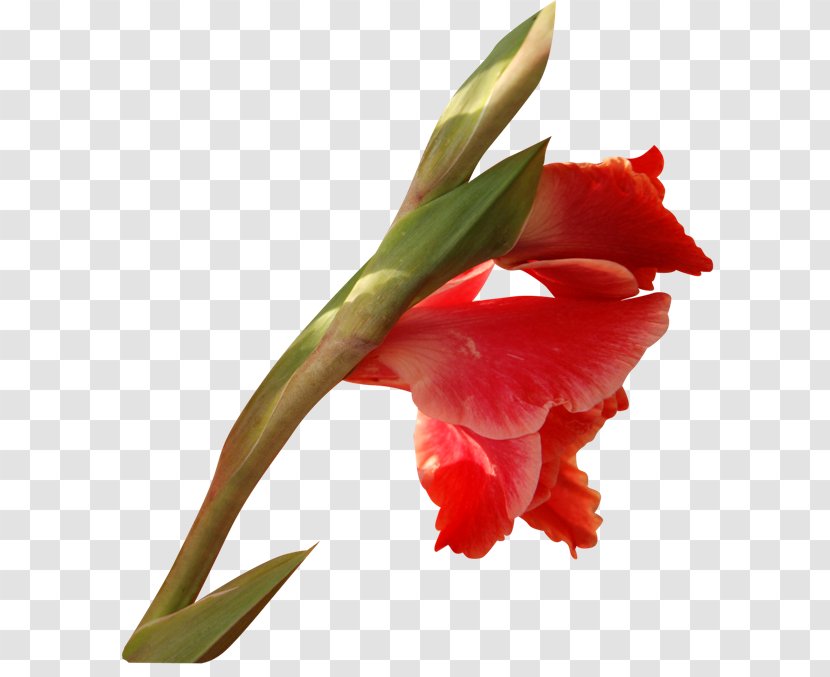 Gladiolus Cut Flowers Plant Stem Tulip - Bud Transparent PNG