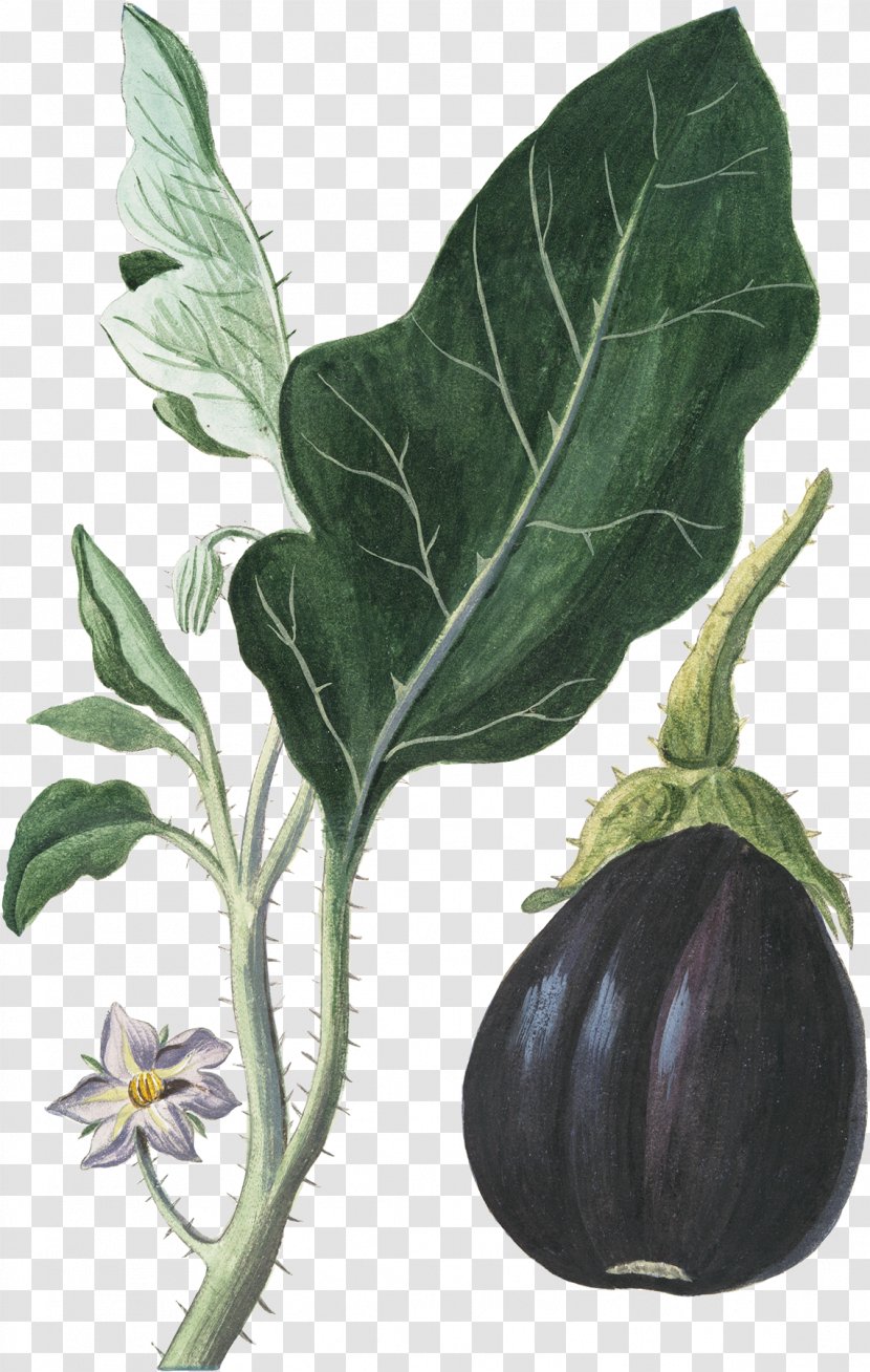 Eggplant Vegetable Botanical Illustration Botany - Spring Greens Transparent PNG