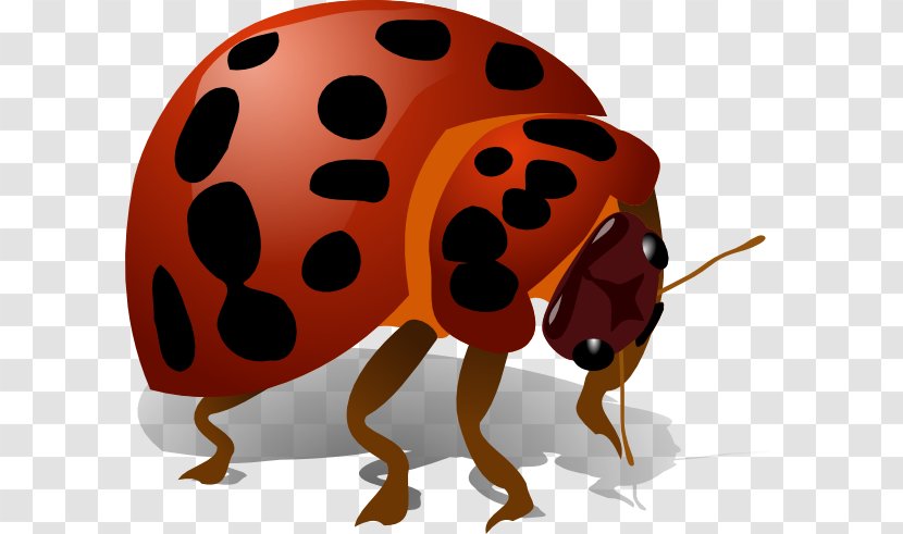 Beetle Clip Art - Orange - Ladybug Cartoon Transparent PNG