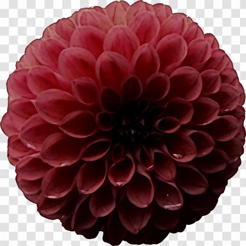 Dahlia Flower Plant Petal Pink - Daisy Family Zinnia Transparent PNG