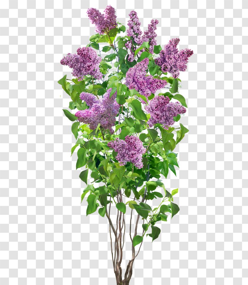 Flower Lilac - Floral Design Transparent PNG