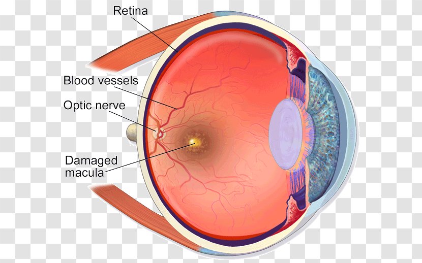 Human Eye Anatomy Body Retina - Cartoon Transparent PNG