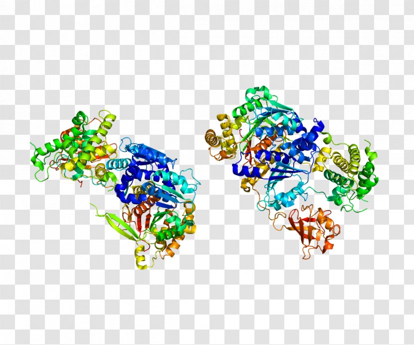 UBA2 SUMO Protein Small Ubiquitin-related Modifier 1 Enzyme - Silhouette Transparent PNG