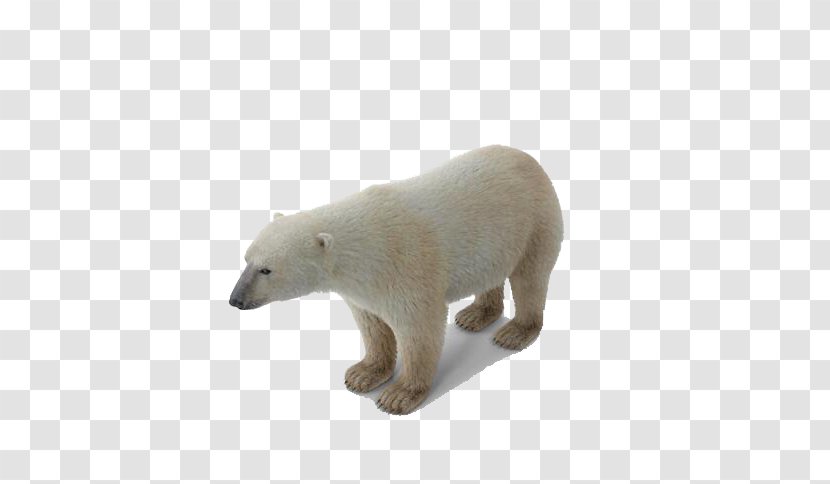 Baby Polar Bear Regions Of Earth - Flower Transparent PNG