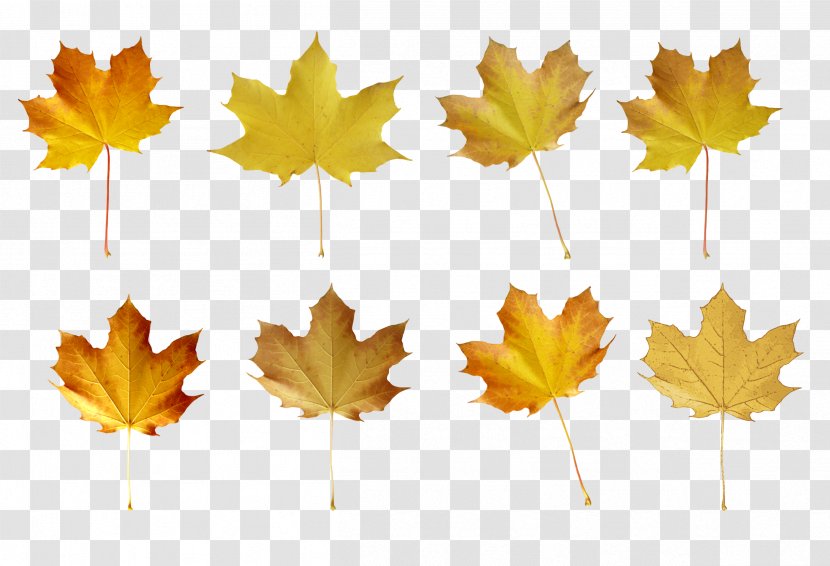 Maple Leaf Leaflet Red - Yellow - Real Leaves Transparent PNG