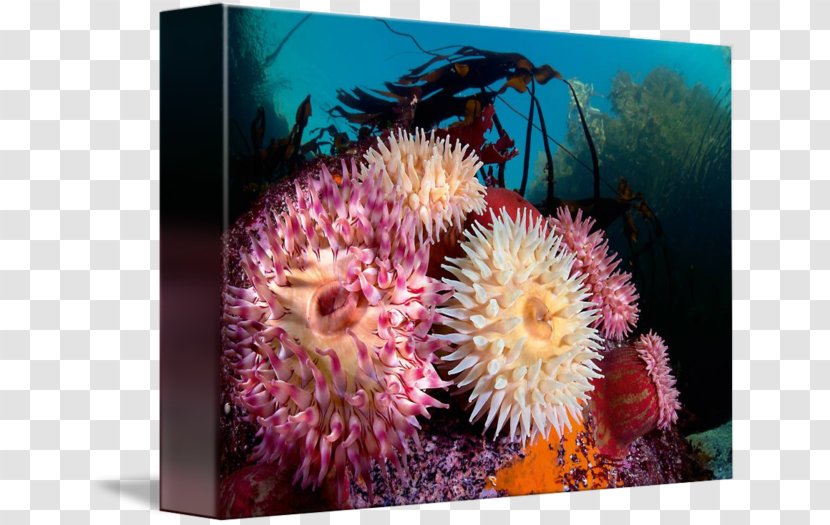 Coral Reef Marine Biology Sea Anemone Invertebrate - Species Transparent PNG