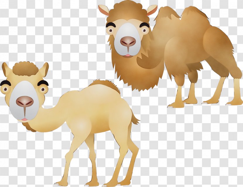 Animal Cartoon - Camel - Bactrian Fawn Transparent PNG