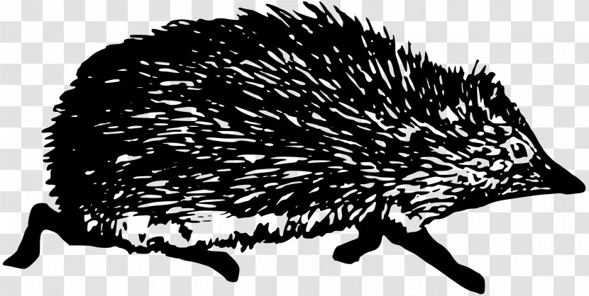 Hedgehog Black And White - Mammal Transparent PNG