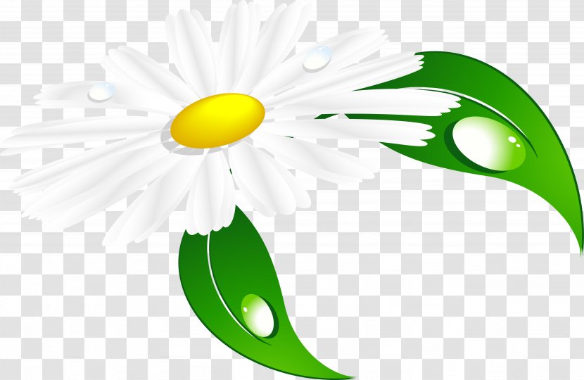 Chamomile 20.03.2017. Clip Art - Petal Transparent PNG