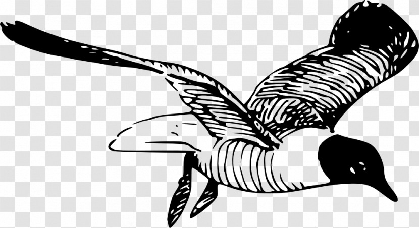 Wing Line Art Beak Tail Black-and-white Transparent PNG