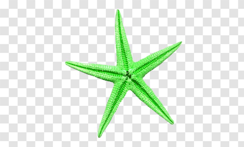 Starfish Sea Green - Echinoderm Transparent PNG