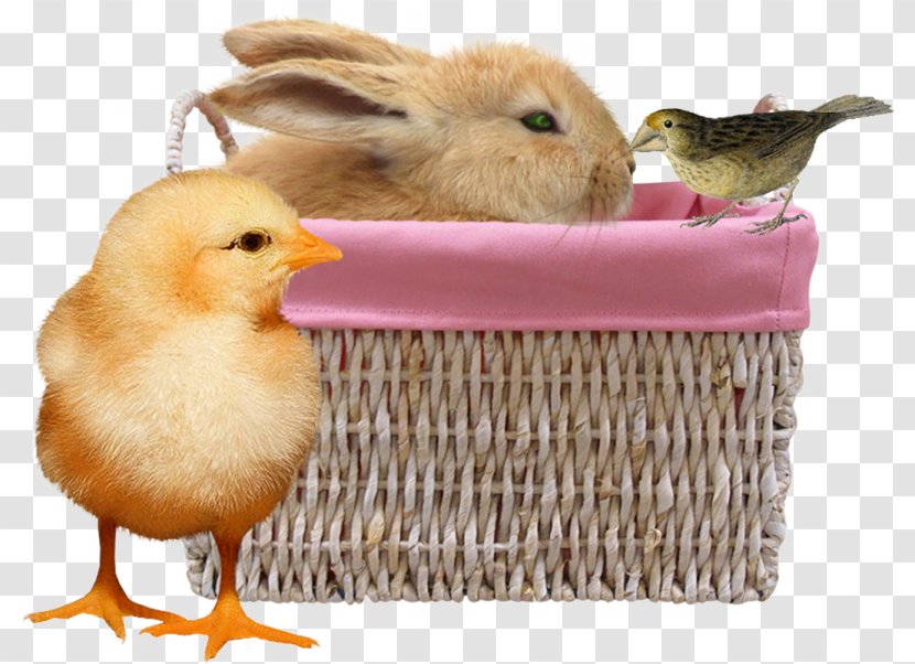 Duck Chicken Rabbit - Kristen Stewart - Bunny And Chick Transparent PNG