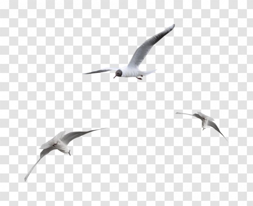 Seabird Ivory Gulls - Wing - Gull Transparent PNG