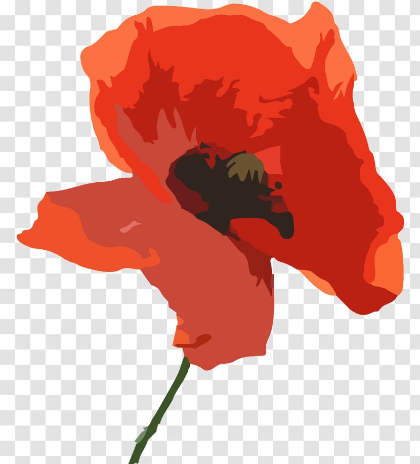 Remembrance Day Poppy - Opium - Tulip Wildflower Transparent PNG