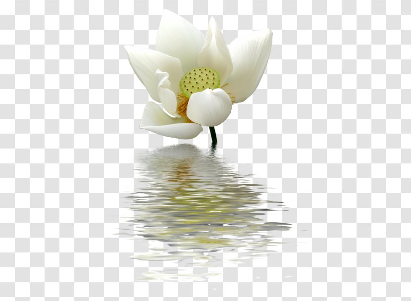 Nelumbo Nucifera Nymphaea Lotus Flower Clip Art - Nelumbonaceae - Bud Transparent PNG