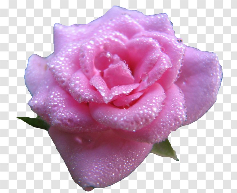 Garden Roses Cabbage Rose Floribunda Cut Flowers - Blue - Flower Transparent PNG